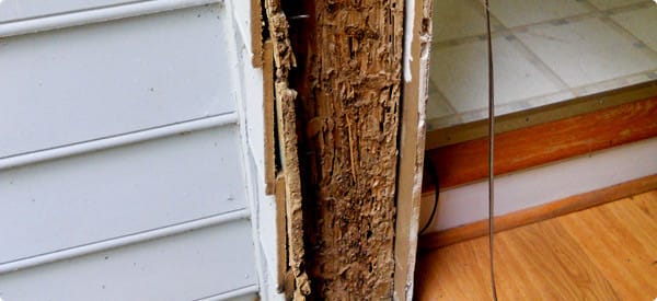 Does My Homeowner's Insurance Cover Termite Damage? | Charlotte Insurance  Blog