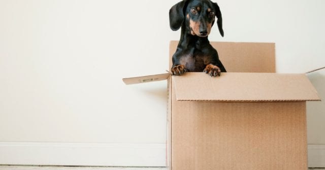 a moving box with a dog in it that belongs to someone who needs to contact their insurance agent