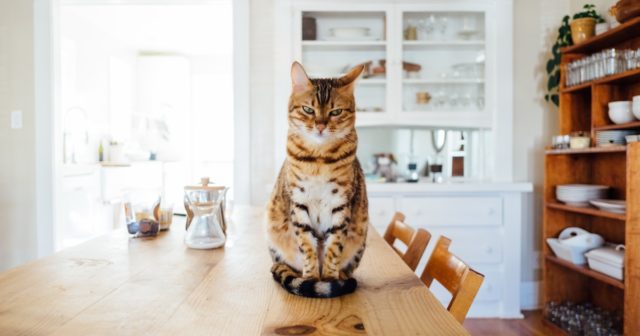 a cat in a rental home