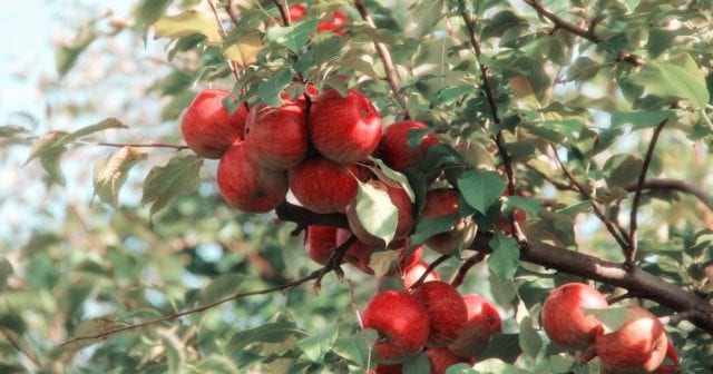 apple picking in Charlotte, NC