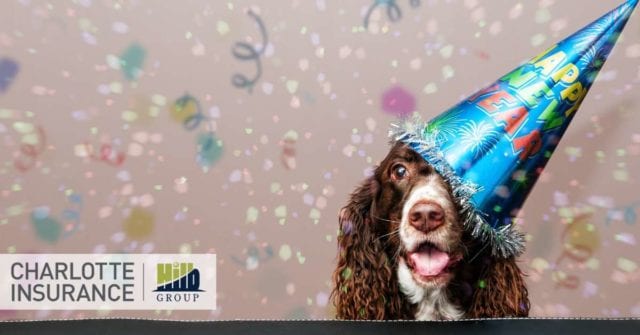 a dog wearing a Happy New Year hat