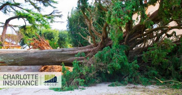 an uprooted tree due to high winds